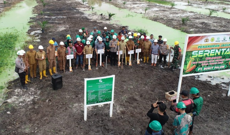 PT Bukit Palem Sediakan Lahan Tanam Jagung di Singkup